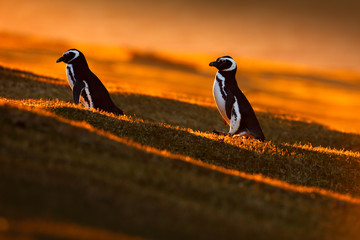 Evening light with penguins. Birds with orange sunset. Beautiful Magellan penguin with sun light....