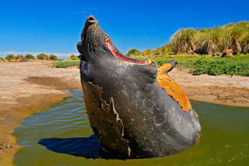 Elephant seal with open muzzle. Big sea animal with open mouth. Elephant seal lying in water pond,...