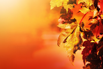 Naklejka na ściany i meble Autumnal leaf of maple and sunlight.
