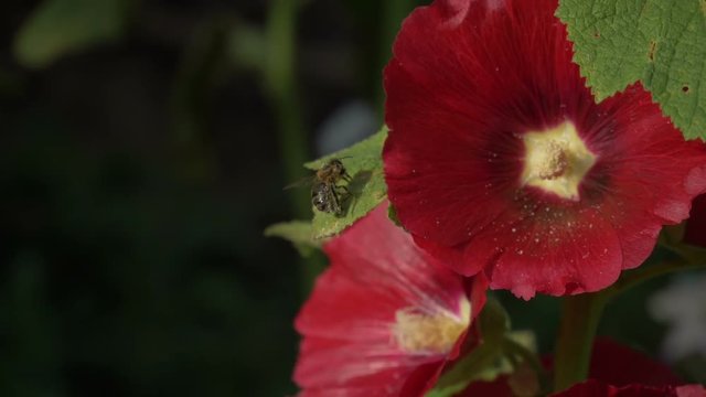 Bee cleans itself of pollen.