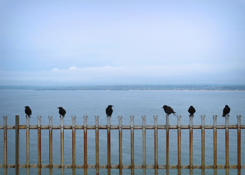 Fototapeta Six black crows on a fence by the sea