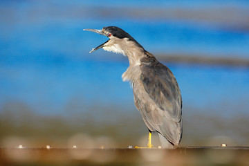 Funny image in nature, bird with open bill. Sea bird. Heron sitting on the rock cost. Heron sitting on the stone. Night heron, Nycticorax nycticorax, grey water bird sitting in the stone coast.