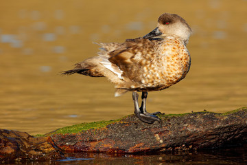Bird, wildlife nature.Duck in the blue water. Kelp goose, Chloephaga hybrida, is a member of the duck, goose. It can be found in the Southern part of South America; in Patagonia, Falkland Islands.