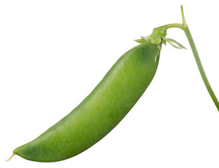 single green pea pod isolated on white