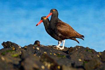 Teo Blakish oystercatcher, Haematopus ater, with oyster in the bill, black water bird with red bill. Bird feeding sea food, in the sea, Falkland Islands. Black bird with red bill. Wildlife scene.