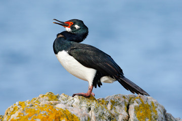 Sea bird sitting on the stone. Cormorant with blue sea in the background. Sea bird from Falkland Islands. Rock Shag, Phalacrocorax magellanicus. Black and white cormorant Rock Shag with red bill.