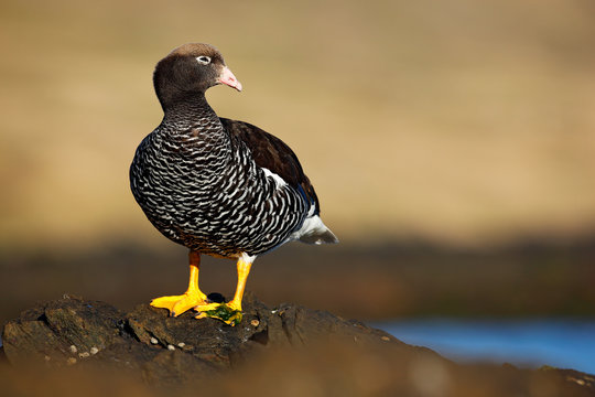 Kelp goose, Chloephaga hybrida, member of the duck, goose. It can be found in the Southern part of South America; in Patagonia, Tierra del Fuego, and the Falkland Islands. Bird on ocean coast.