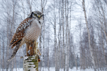 Snowy winter scene with hawk owl, Surnia ulula. Hawk Owl in nature forest habitat during cold winter. Wildlife scene from nature. Birch tree forest with bird. Owl, snow Finland. Nature of north Europe