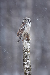 Obraz premium Hawk Owl sitting on the branch during winter with snow flake. Winter scene with bird. Snow fall with owl. Wildlife winter scene from Finland. Owl on birch stick, snowfall in forest, Finland.