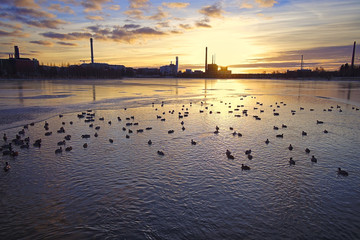 Fototapeta na wymiar Mallard ducks swimming in small unfrozen open water during cold winter. Urban nature background.