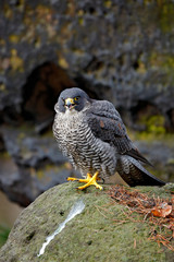 Peregrine Falcon sitting in the rock with, Rare bird in the nature habitat. Falcon in the Czech...