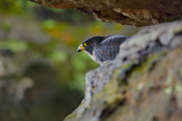 Falcon in the Czech mountain Ceske Svycarsko National Park. Bird of prey sitting on rocky ledge. Wildlife scene with stone. Peregrine Falcon sitting in rock. Rare bird in nature habitat.