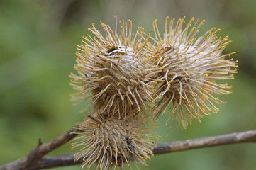 Closeup of Burs
