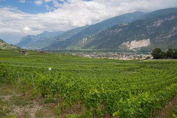 Fototapeta na wymiar Valais wine region in Switzerland on a summer day