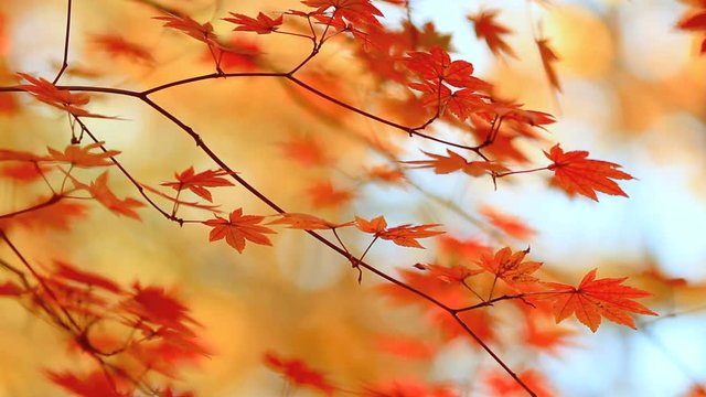 Autumn red maple leaves with foliage in the background.