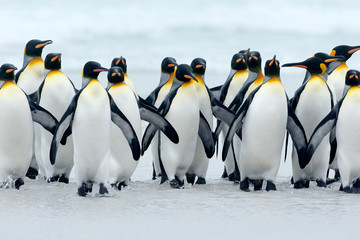Animal de l& 39 Antarctique. Groupe de manchots royaux revenant de la mer à la plage avec un ciel bleu vague, Volunteer Point, îles Falkland. Scène de la faune de la nature. hiver froid avec des pingouins.