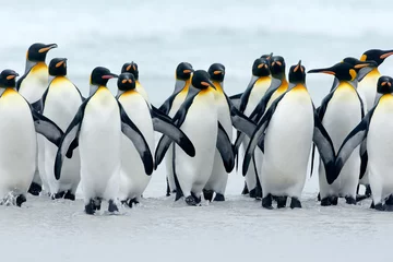 Plexiglas foto achterwand Dier uit Antarctica. Groep koningspinguïns die samenkomen van zee naar strand met een blauwe lucht, Volunteer Point, Falkland Islands. Wildlife scène uit de natuur. koude winter met pinguïns. © ondrejprosicky