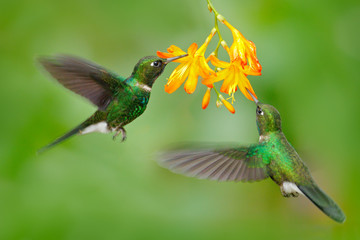 Two flying hummingbird, bird in fly. Action scene with hummingbird. Tourmaline Sunangel eating...