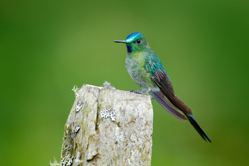 Long-tailed Sylph, hummingbird with long blue tail in the nature habitat, Colombia. Wildlife scene from tropic nature. Green bird with long blue tail. Beautiful blue glossy hummingbird with long tail.