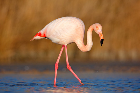 Beautiful pink bird in the water. Greater Flamingo, Phoenicopterus ruber, Nice pink big bird, head in the water, animal in the nature habitat, Camargue, France. Wildlife scene from wild nature.