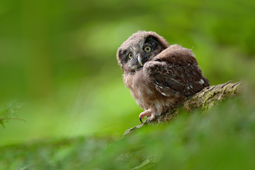 Young owl in forest. Owl in green vegetation habitat. Boreal owl, Aegolius funereus, sitting on larch tree trunk with clear green forest background. Wildlife scene from nature. Funny image from nature
