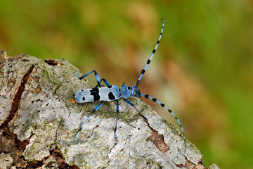 Blue insect. Rosalia Longicorn, Rosalia alpina, in the nature green forest habitat, sitting on the...