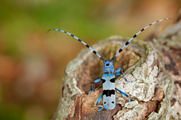 Rosalia Longicorn, Rosalia alpina, in the nature green forest habitat, sitting on the green larch,...