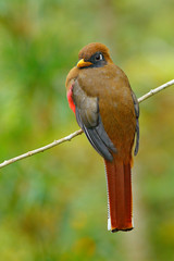 Masked Trogon, Trogon personatus, red and brown bird in the nature habitat, Bellavista, Ecuador. Bird in the green tropic forest. Birdwatching in Ecuador. Holiday travel, South America.