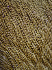 Brown deer hair closeup texture.
