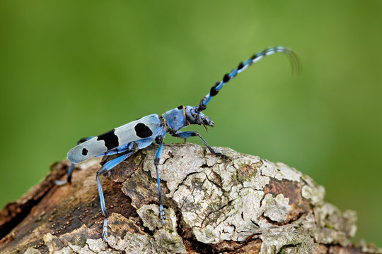 Blue insect. Rosalia Longicorn, Rosalia alpina, in the nature green forest habitat, sitting on the green larch, Czech republic, longhorn beetle, longicorn. Beautiful blue incest with long feelers.