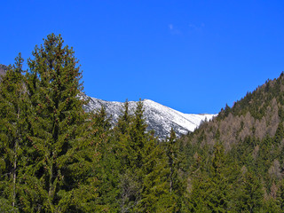 Obraz premium Piękny zielony las pod głębokim niebieskim niebem i śnieżnymi górami.