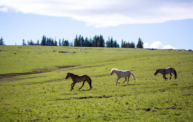 Fototapeta na wymiar Pryon Mountain Mustangs