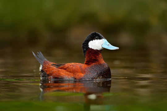 Ruddy Duck, Oxyura jamaicensis, with beautiful green and red coloured water surface. Male of brown duck with blue bill. Wildlife scene from nature. Water with beautiful bird. Duck from Mexico.