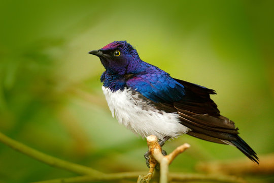 Violet-backed Starlingexotic, Cinnyricinclus leucogaster, blue and white bird, face to face view, sitting on the brach, found in Senegal, Sahara, Sudan, Congo, Uganda. Wildlife nature in Africa.