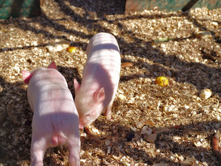 Cute little pigs in pen.