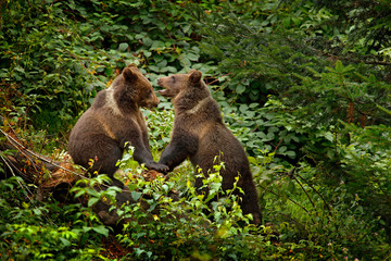 Two young brown bear lost in the forest. Portrait of brown bear, sitting on the green tree, animal in the nature habitat, Slovakia. Wildlife scene from Europe. Cub of brown bear without mother.