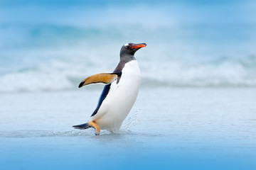 Penguin in water. Gentoo penguin jumps out of the blue water while swimming through the ocean in Falkland Island, bird in the nature sea habitat.  Wildlife scene in the nature. Bird in the water.