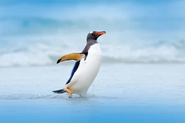 Fotobehang Penguin in water. Gentoo penguin jumps out of the blue water while swimming through the ocean in Falkland Island, bird in the nature sea habitat.  Wildlife scene in the nature. Bird in the water. © ondrejprosicky