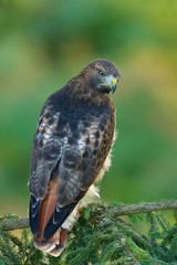 Red-tailed Hawk, Buteo jamaicensis, bird of prey portrait with open bill with blurred habitat in background, green forest, USA. Wildlife scene from nature.