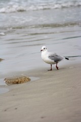 mouette