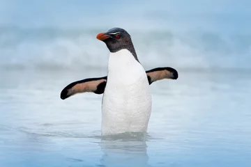 Foto op Plexiglas Rockhopper penguin, Eudyptes chrysocome, swimming in the water, flight above waves.  Black and white sea bird, Sea Lion Island, Falkland Islands. Wildlife scene from nature, cold Antarctica. © ondrejprosicky