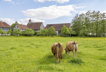 Fototapeta na wymiar village and cows