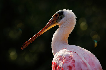 Pink Spoonbill bird. Beautiful sunrise with bird, Platalea ajaja, Roseate Spoonbill, in the water sun back light, detail portrait of bird with long flat bill, Florida, USA. Animal in nature habitat.