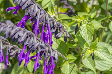 violet flower detail
