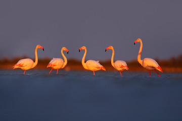 Morning light, sea water. Greater Flamingo, Phoenicopterus ruber, nice pink big bird, animal in the nature habitat, Camargue, France. Wildlife scene from wild nature. Fice birds walking in water.