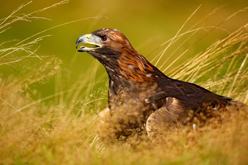 Portrait of Golden Eagle, sitting in the brown grass. Wildlife scene from nature. Summer day in the meadow. Eagle with open bill. Brow big bird hidden in the grass.