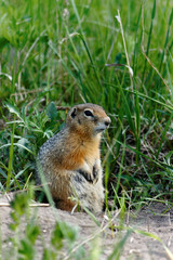 Watchful gopher