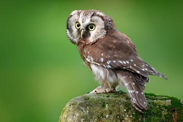 Boreal owl, Aegolius funereus, sitting on larch stone with clear green forest background. Forest bird in the nature habitat. Small bird with clear green background. Owl from Poland.