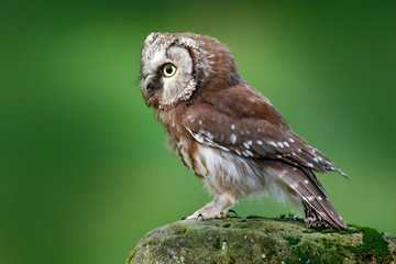 Boreal owl, Aegolius funereus, sitting on larch stone with clear green forest background. Forest bird in the nature habitat. Small bird with clear green background. Owl from Norway.