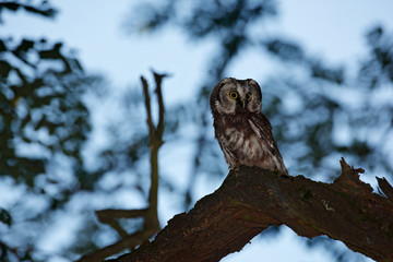 Night owl image. Small bird in the wood. Boreal owl, Aegolius funereus, sitting on the tree branch in green forest background. Owl hidden in green forest vegetation. Bird in nature. Wildlife, Poland.